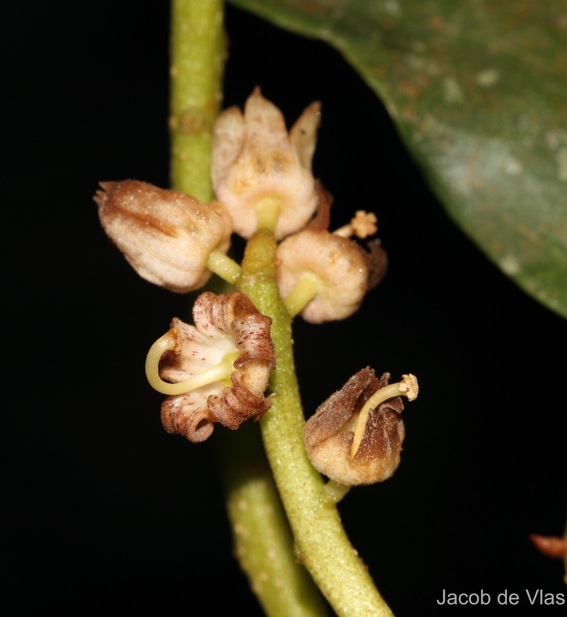 Sterculia zeylanica Kosterm.